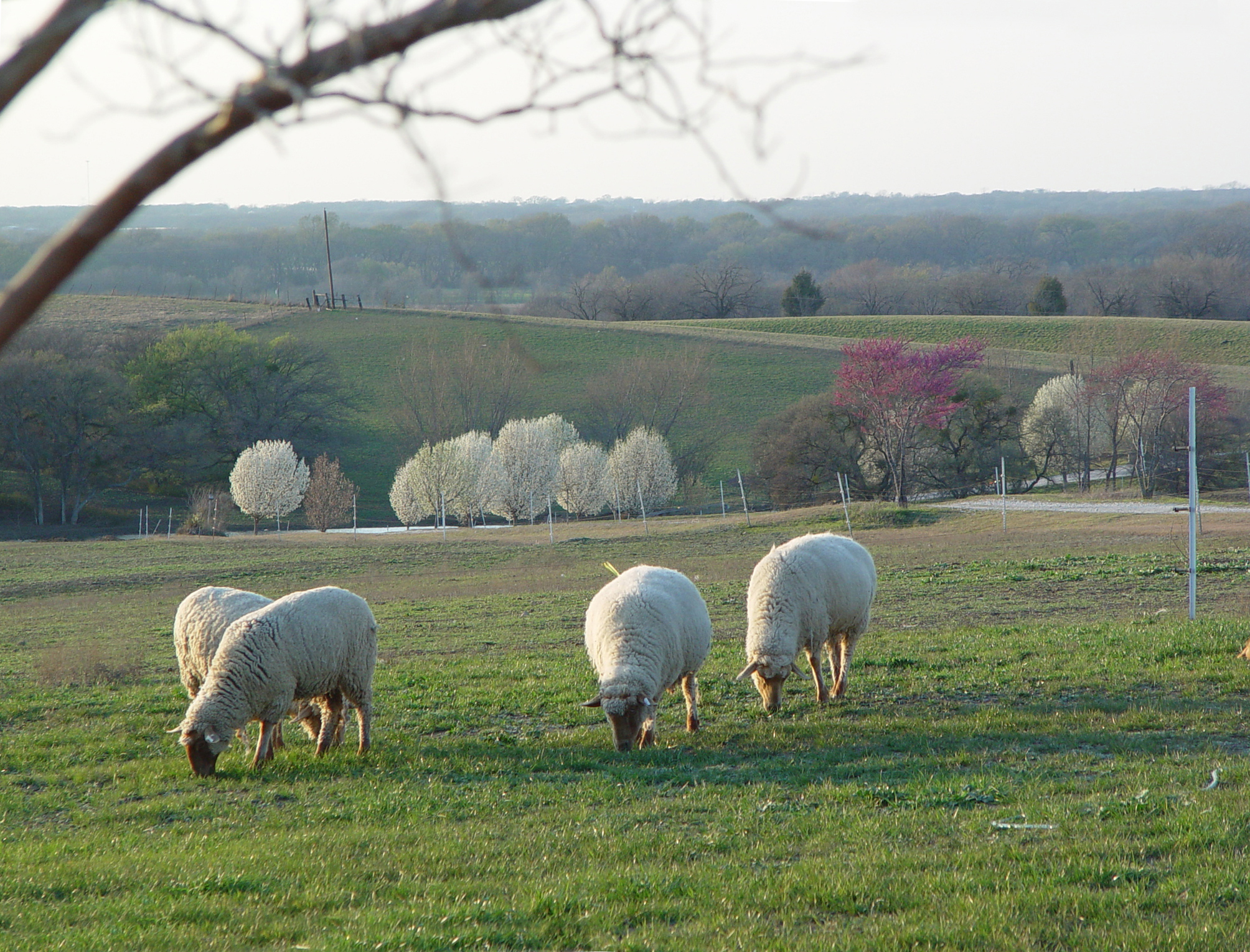 Tunis Sheep in Spring